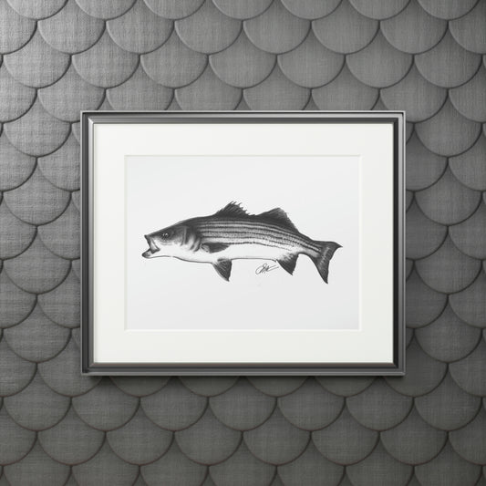 Tail-Whip Striped Bass sketch Fine Art Prints (Passepartout Paper Frame)
